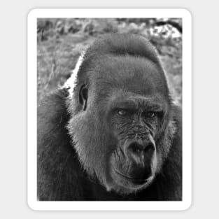 Gorilla Head Shot Sticker